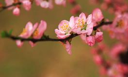 4月，桃花朵朵开的星座