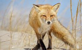 锡伯族狐狸崇拜，有什么渊源呢？