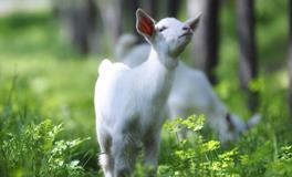 YAO叔:今日运势2018年6月11日
