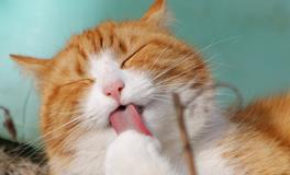梦见两只猫