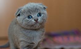 梦见抱猫