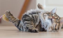 梦见小猫死了