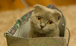 梦见黑色的猫