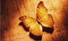 苏珊米勒2025年11月摩羯座运势